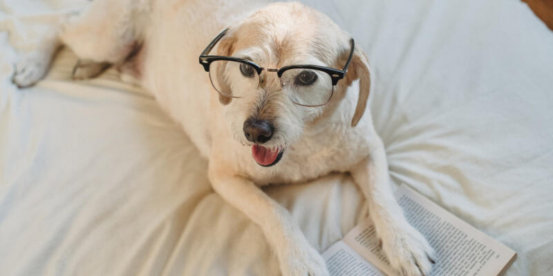 How to Calm Aggressive Dog Behavior Without Harsh Tools
