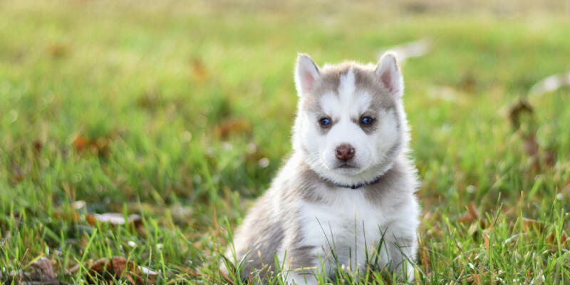 What to Do When Your Dog Ignores You Completely