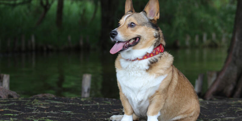 Why Your Dog Might Need Supplements (Even on a Good Diet)
