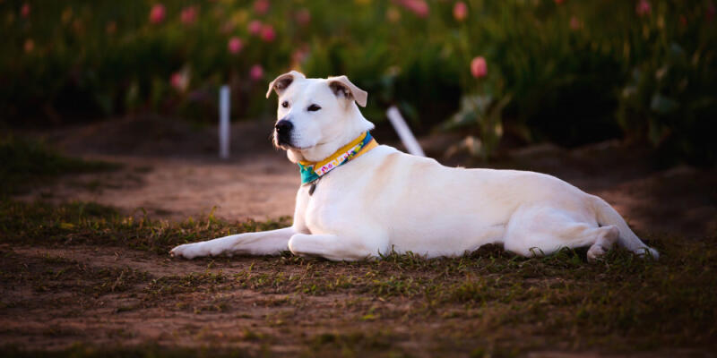 5 Pet Insurance Myths That Could Cost You Thousands