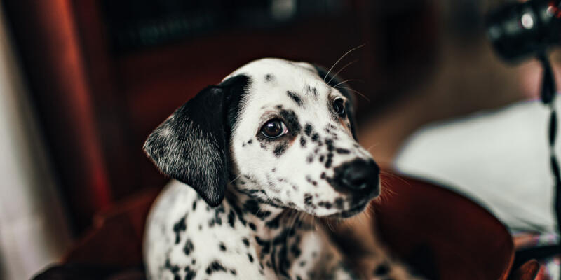 Perro rescatado