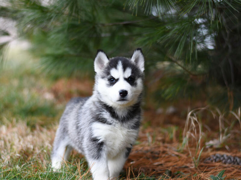 Temperamento e personalidade do Golden Retriever