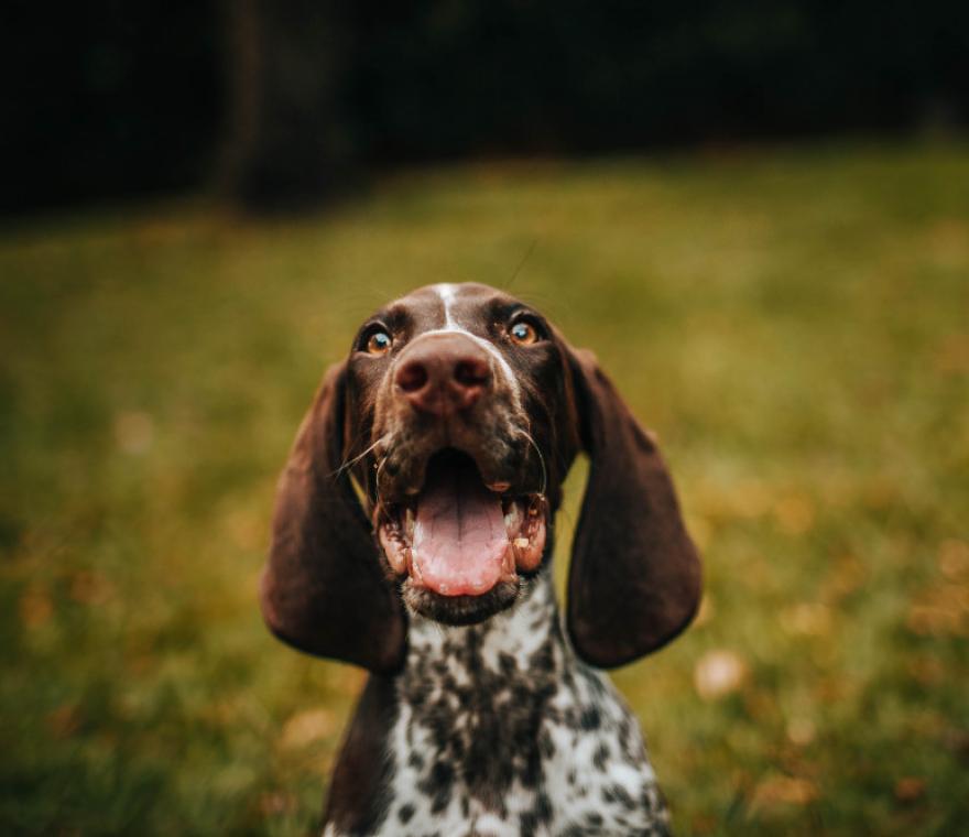 A happy pet celebrating birthday