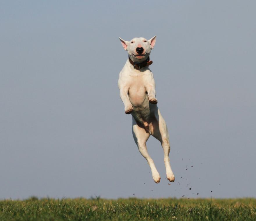 A happy pet celebrating new pet