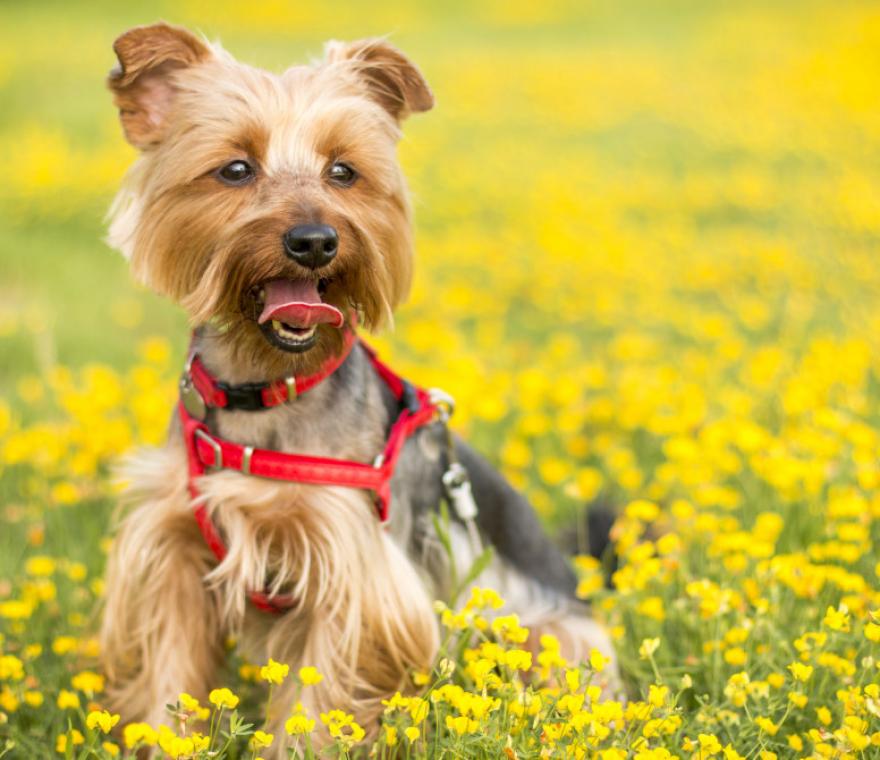 A happy pet celebrating adoption
