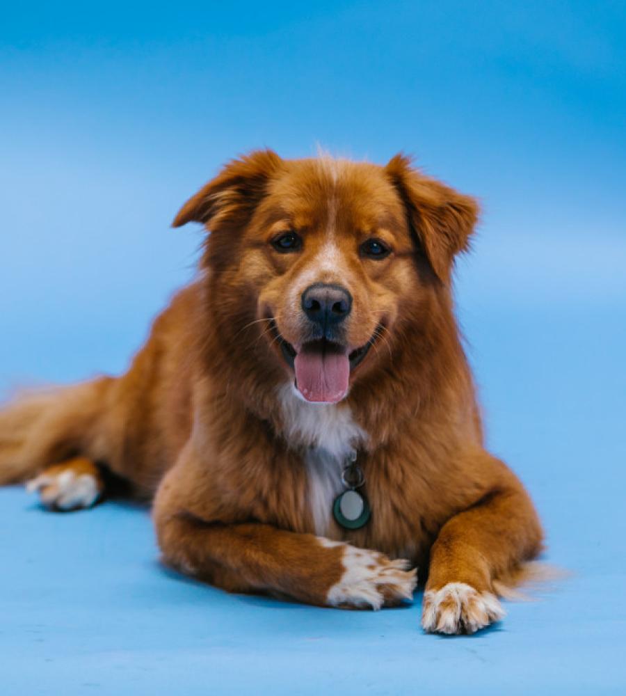 Chien au pelage soigné après un passage au salon de toilettage