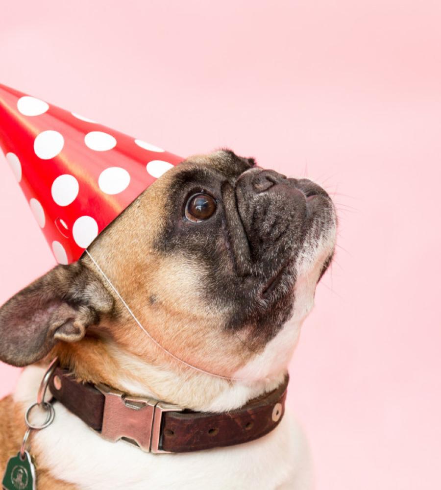 前面いっぱいにプリントする愛犬の写真イメージ