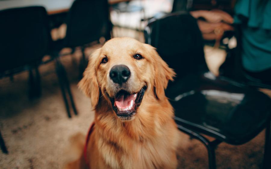 Hund nach der Pflege