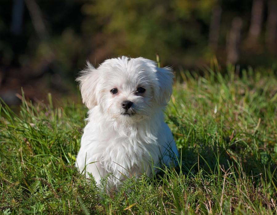 A happy dog resting its head, ready for its own song