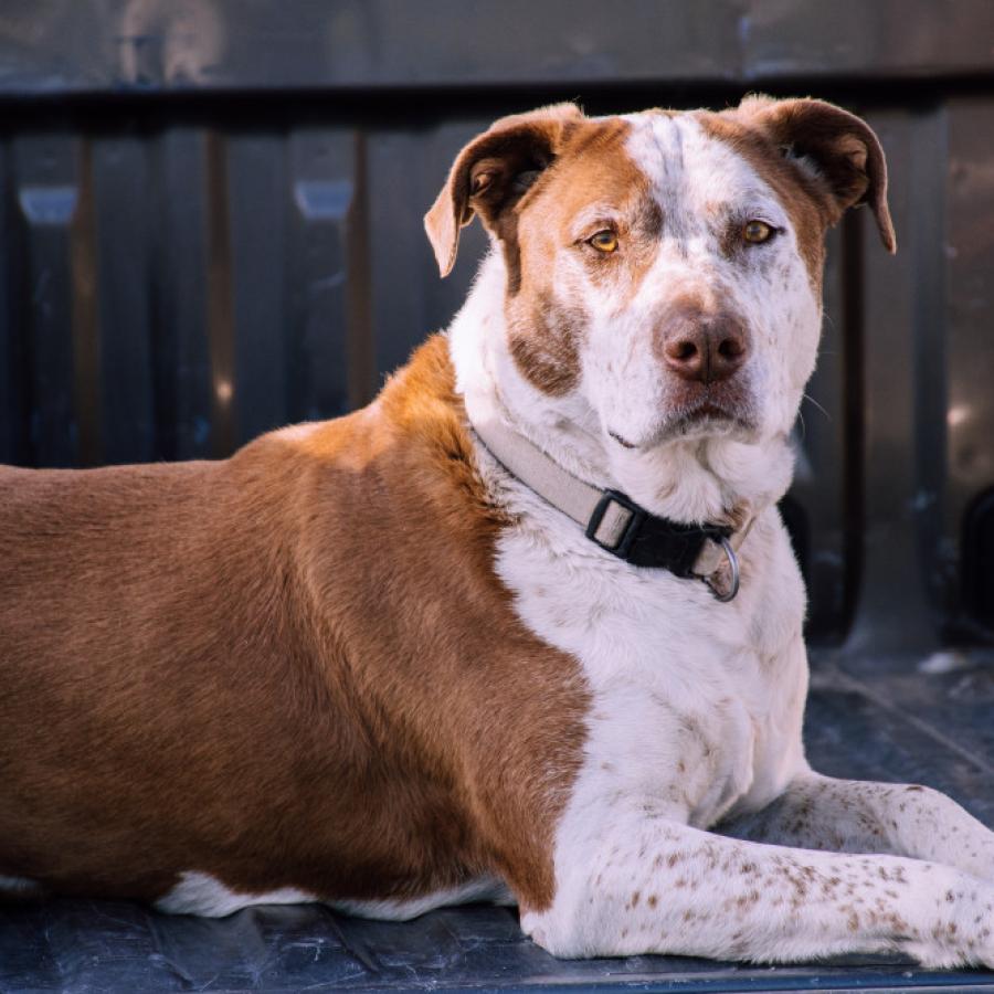 MeraklÄ± bir kÃ¶pek